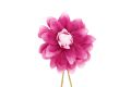 White and Magenta Dahlia Boutonniere Buttonhole Flower Fort Belvedere