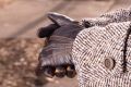 Dark Chocolate Brown Lamb Nappa Touchscreen Gloves with Whisky Contrast Focused Image When Worn