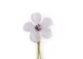 Light Lavender Geranium Silk Boutonniere Lapel Pin Flower Fort Belvedere