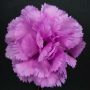 Pink Carnation Boutonniere Life Size Lapel Flower - Fort Belvedere- Close up