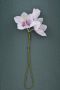 White Ixia Boutonniere Buttonhole Flower Fort Belvedere- Full