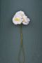 White Phlox Boutonniere Buttonhole Flower Fort Belvedere - Full