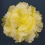 Yellow Life Size Carnation boutonniere lapel flower handmade by Fort Belvedere - close up